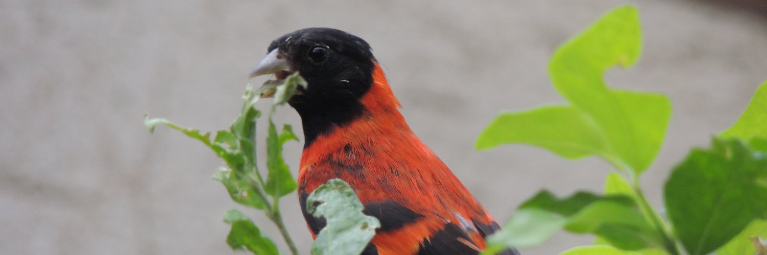 SaveRedSiskin's profile banner image