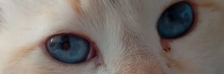 ChechiMh's profile banner image