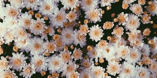 Juliaamariee's profile banner image