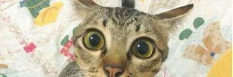Muhamma40381484's profile banner image