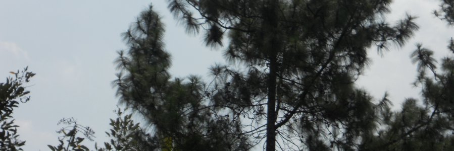 YadiRad_Jaques's profile banner image