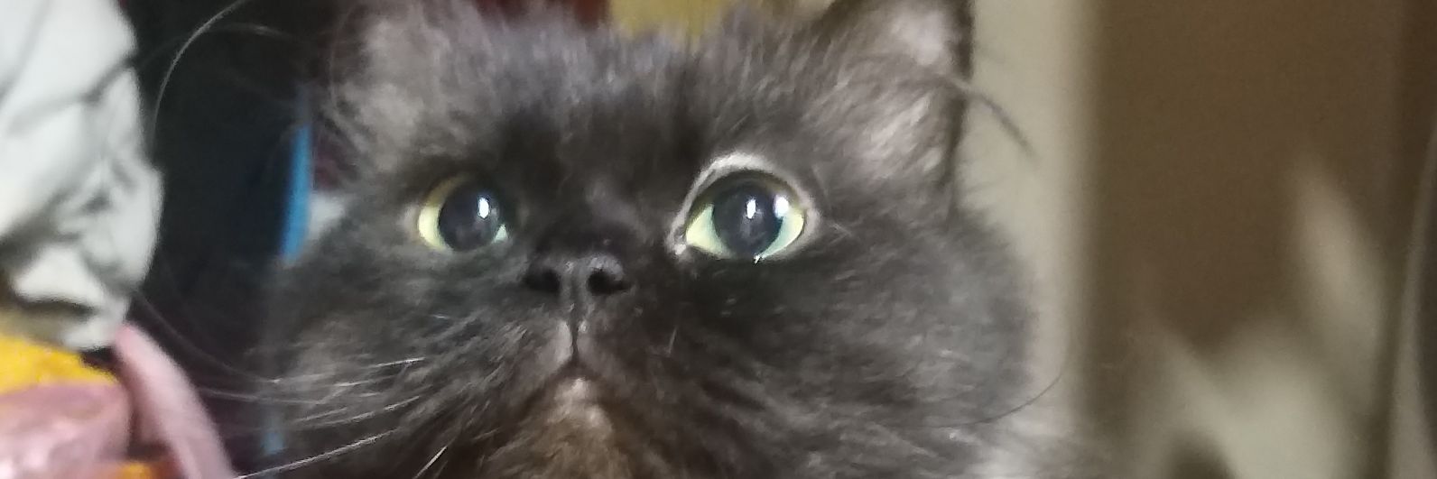 kittyDaddyChang's profile banner image