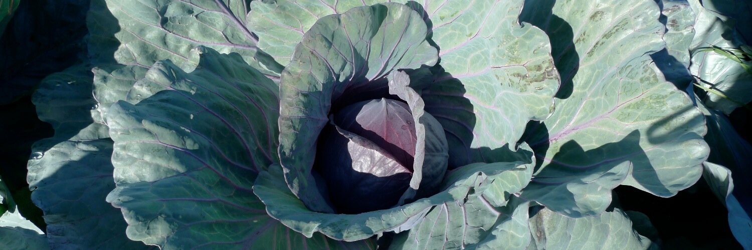 Alchemy Pickle Co. banner