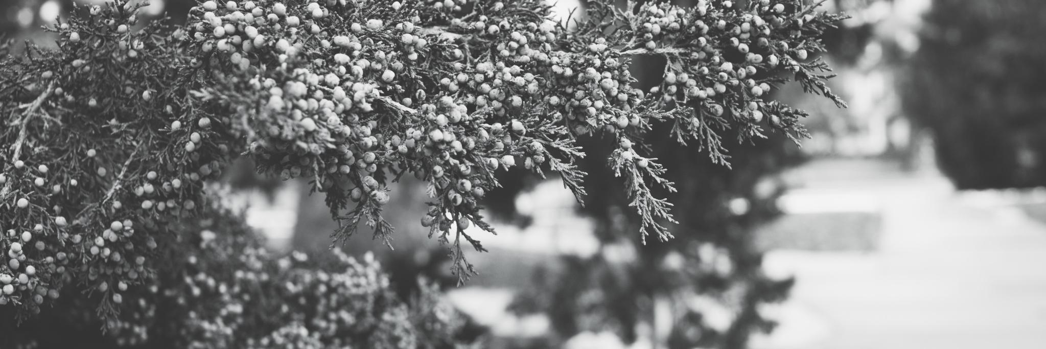 dreamsofmqueen's profile banner image
