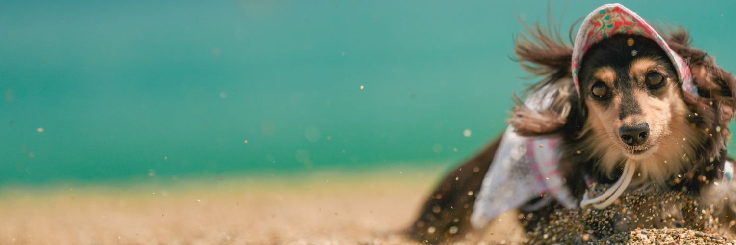 matcha_grapher's profile banner image