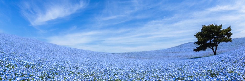 sachi31049's profile banner image