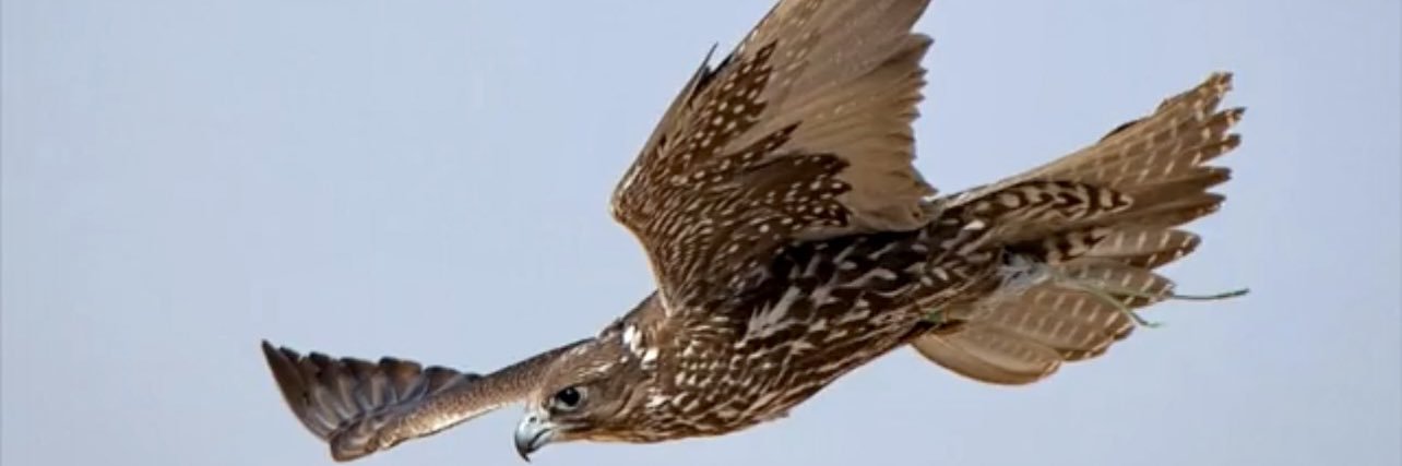 أنور عادل العاردي banner