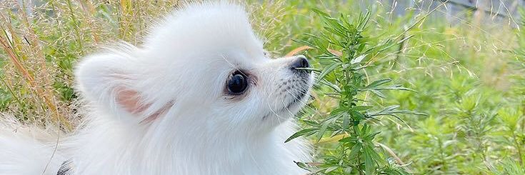 Nicolas656565's profile banner image