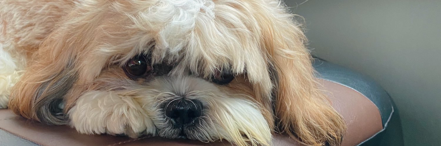 teylatte's profile banner image