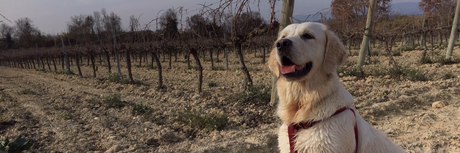 Àngels Planagumà banner