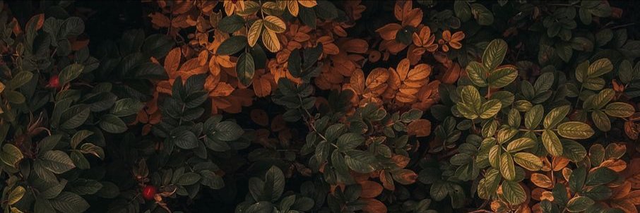 zee banner