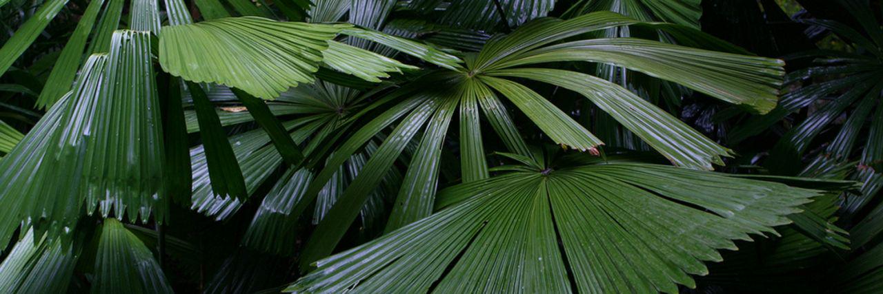 Diamond White banner