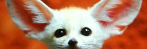 Ulliong's profile banner image