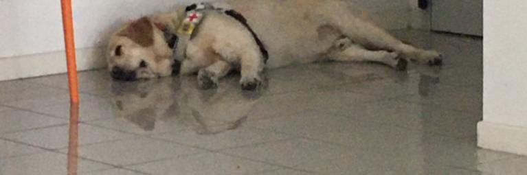 cucciolone671's profile banner image
