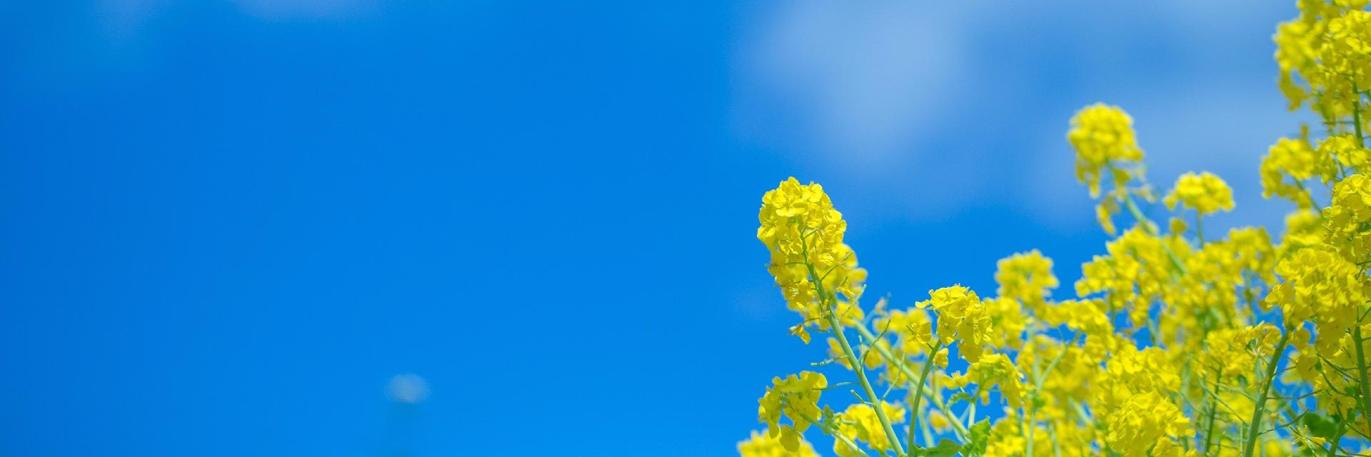 Zeppin_CHIBA's profile banner image