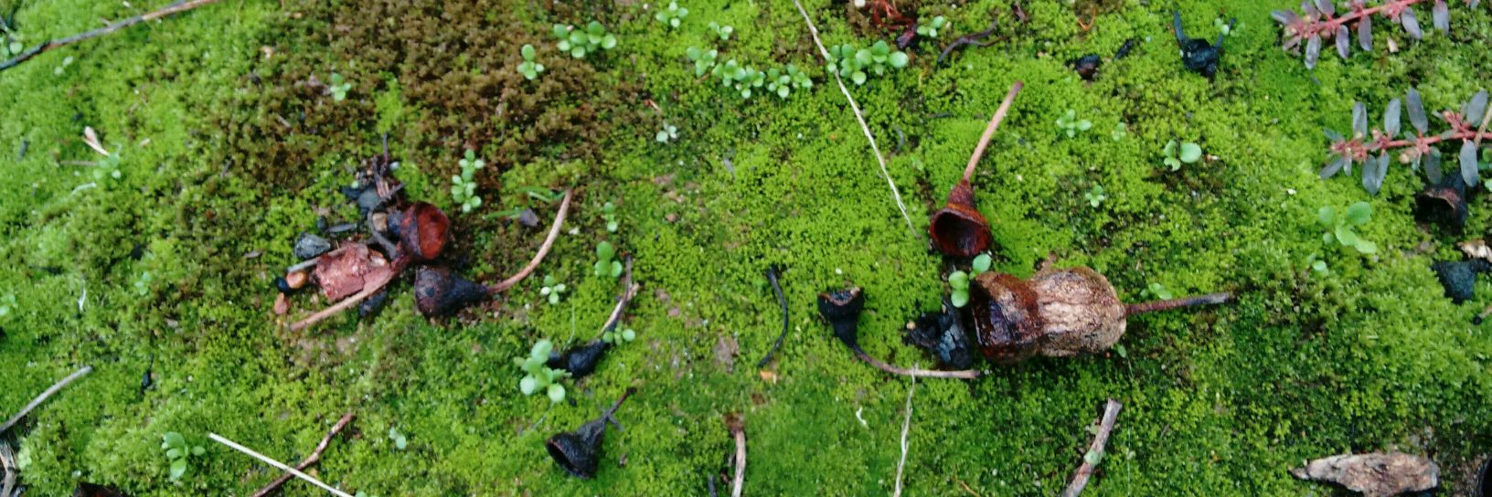 scribbler Of Oz 😷 #TakeCareOfYourAir 🌱 banner