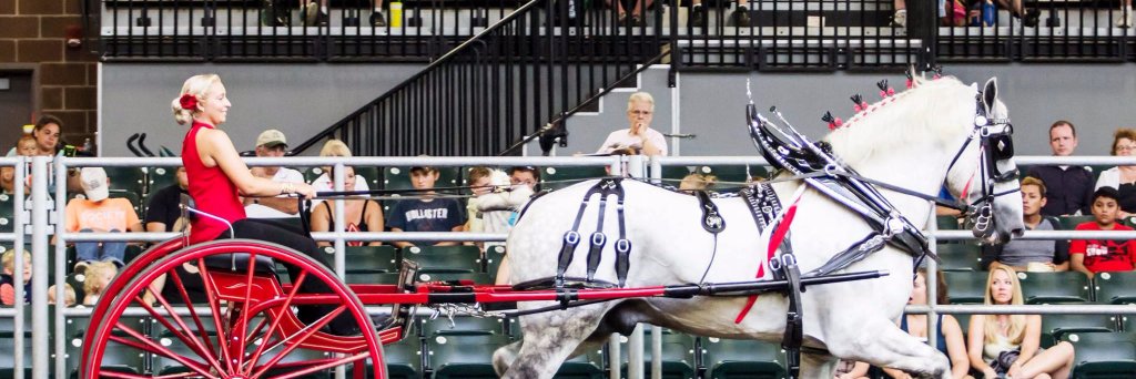 BlueLineEquine's profile banner image