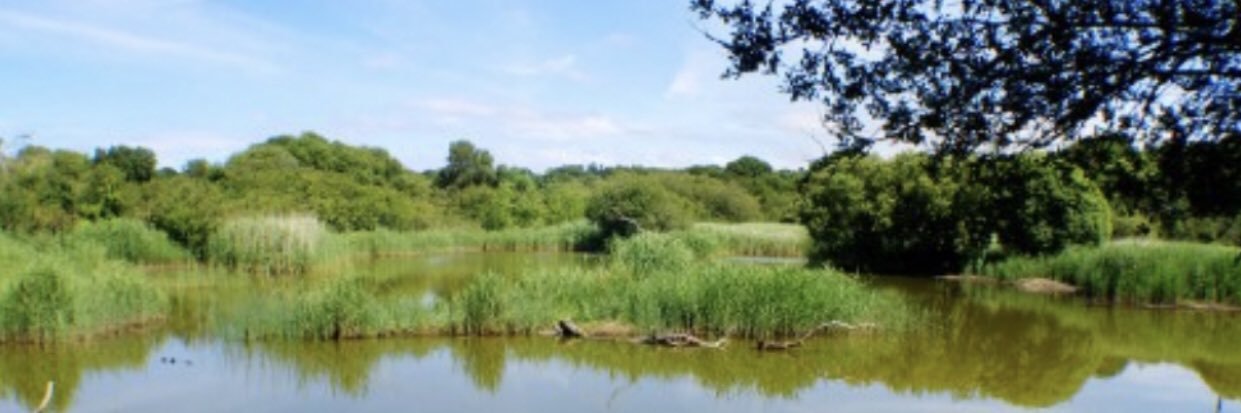 Welshwildlife's profile banner image