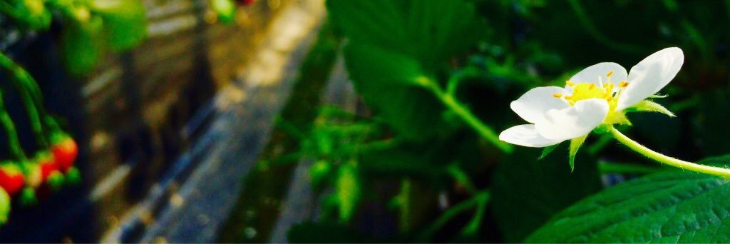 ohochine's profile banner image