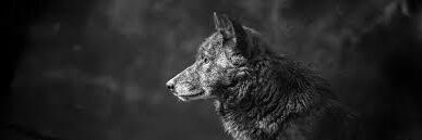 TyraMustafa's profile banner image