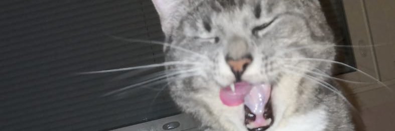 matokaste's profile banner image