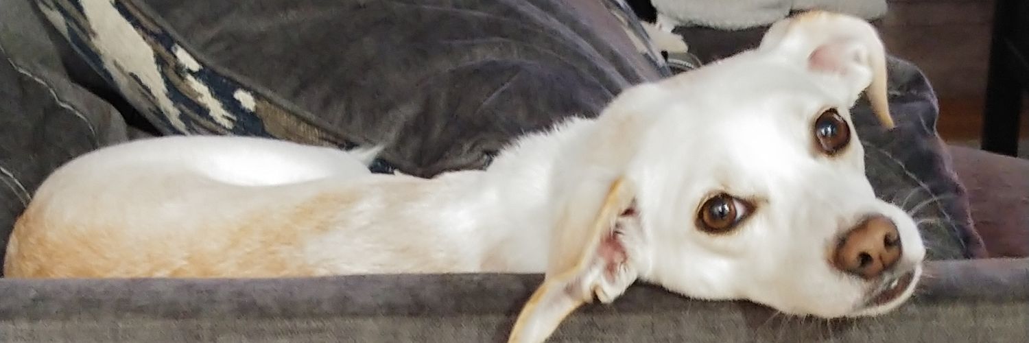 Stosh_Muzzy's profile banner image