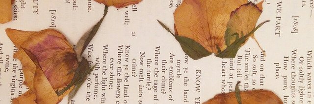 Terry Shellman⚡ banner