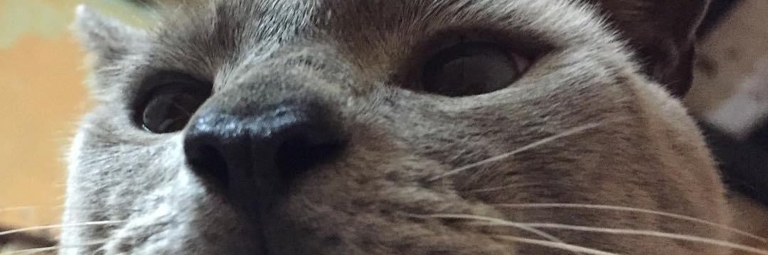 natharta_'s profile banner image