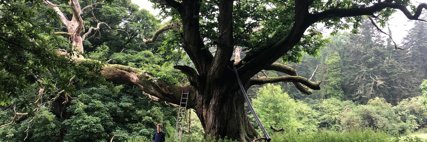 Selina Guinness banner