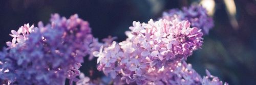 cherry_POB's profile banner image