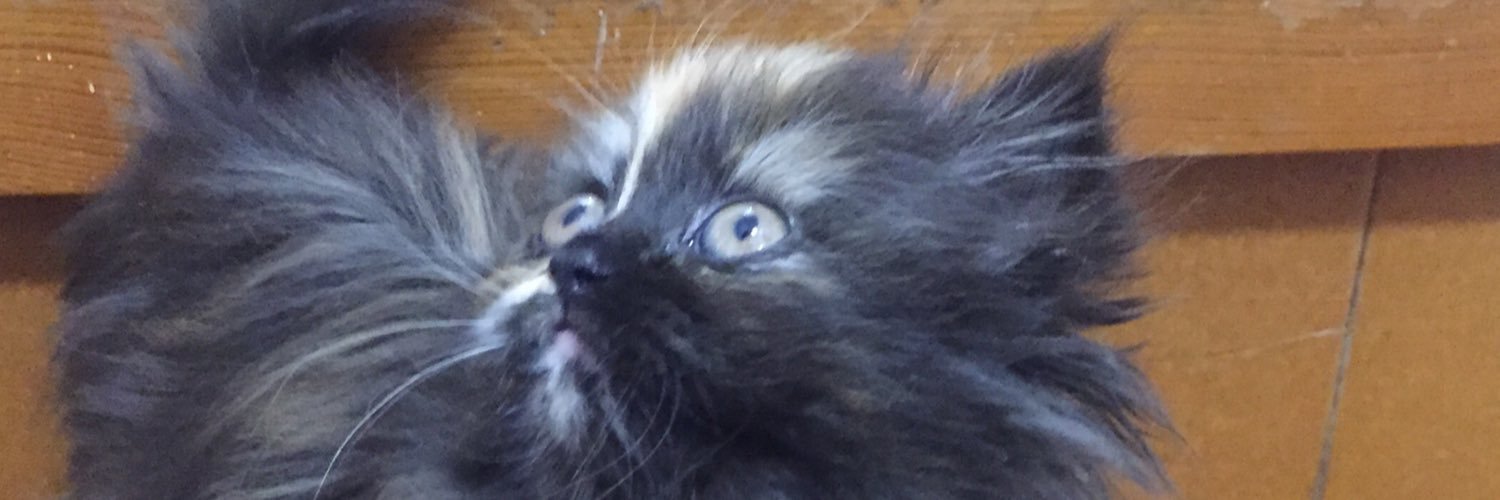 pjibern's profile banner image