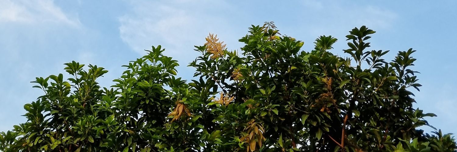 Rafif_Ryan's profile banner image