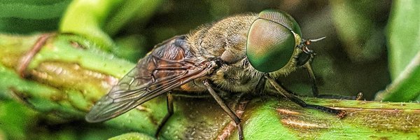 Gusox Profile Banner