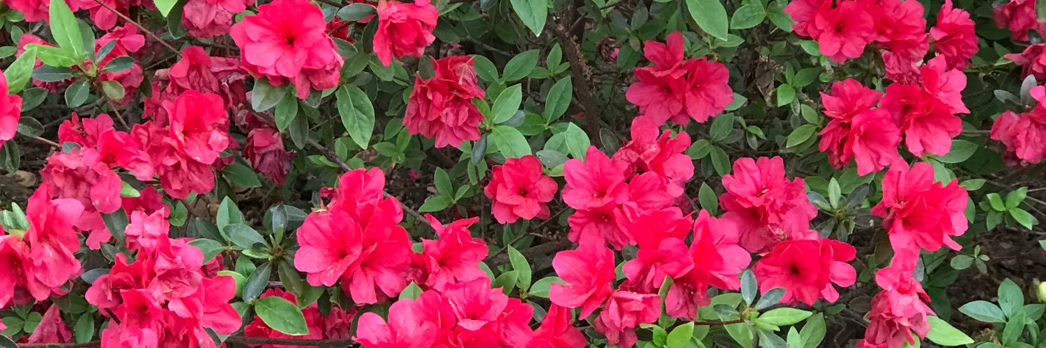 Lisa Beasley, DNP banner