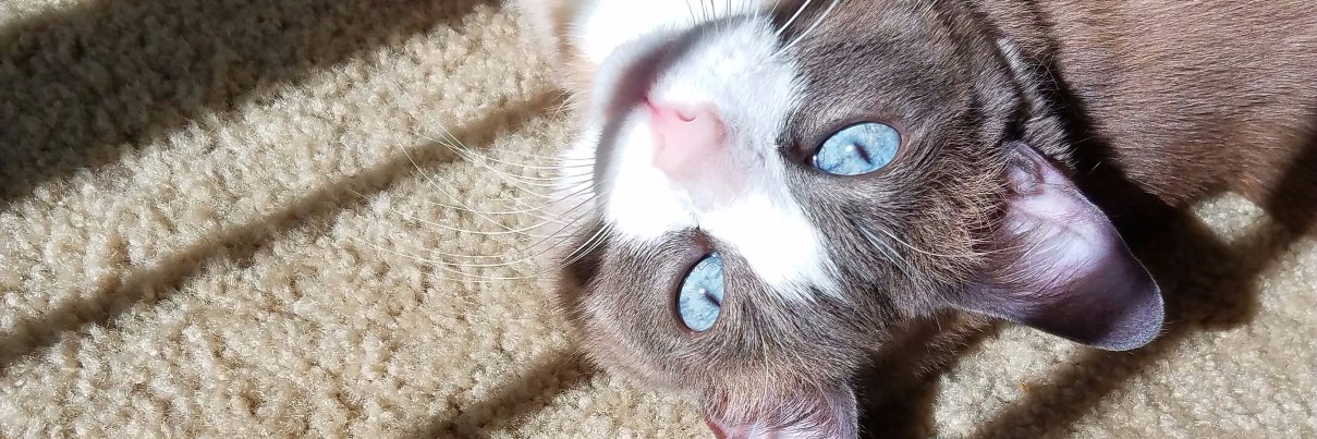 lazchan's profile banner image