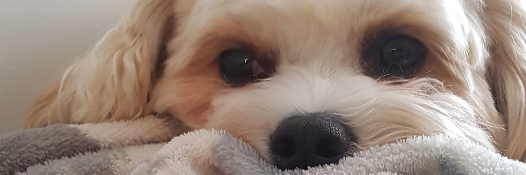 Stanley Beerhound banner