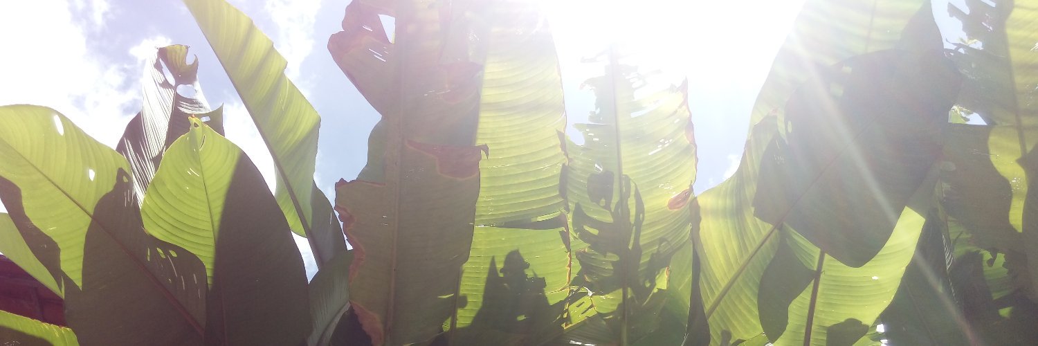 lissamnumes's profile banner image