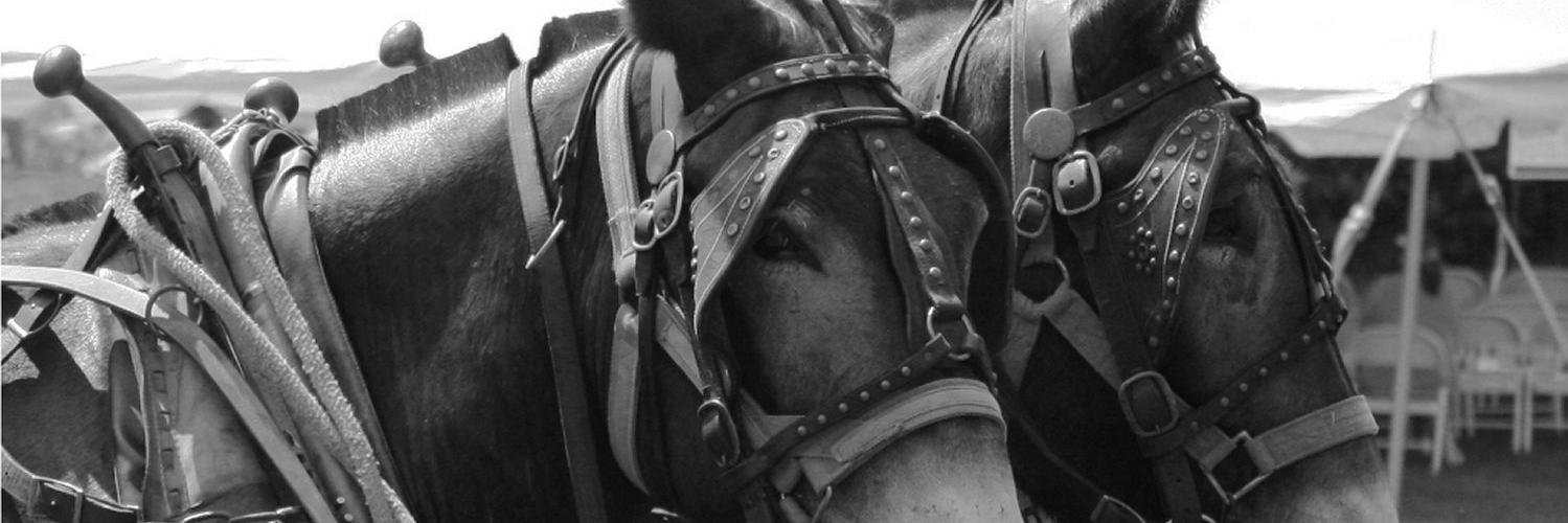 ScherrCropper's profile banner image