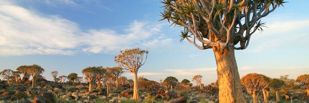 Namibian Seals banner