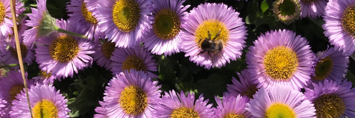 macrobees's profile banner image