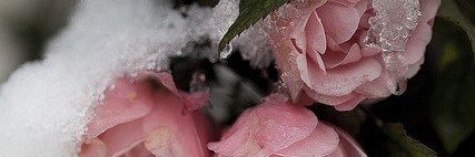 orchida777's profile banner image