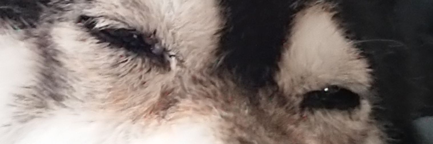mobiusnyan's profile banner image