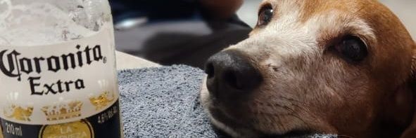 nipponicah's profile banner image