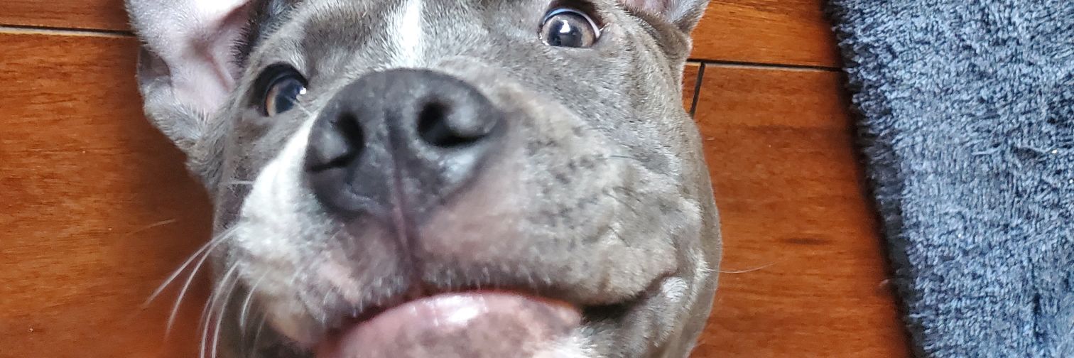 TheNFTfoo's profile banner image