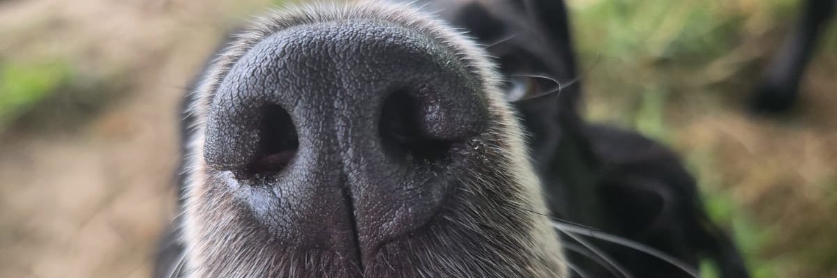 RachaelCShort's profile banner image