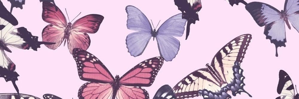 𝐁𝐈𝐆 𝐁𝐎𝐃𝐘 𝐁𝐄𝐍𝐙 banner