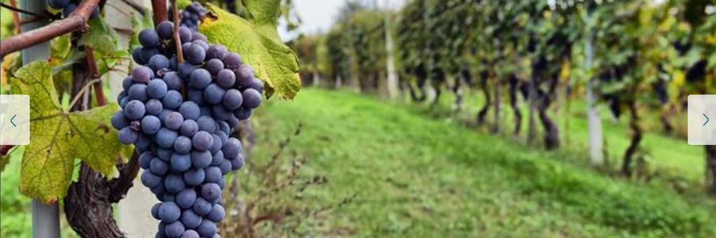 Western Pediatric Trauma Conference banner