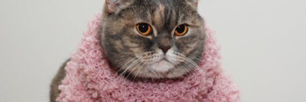 yuuyuny Profile Banner