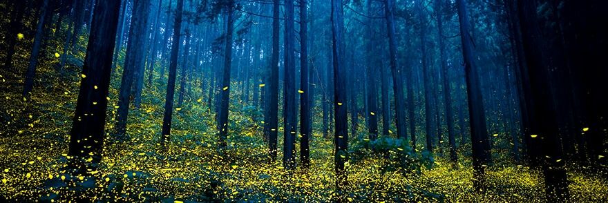 Alexis Kaye Sterner banner