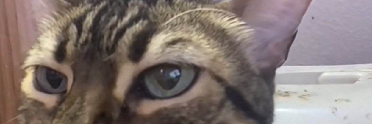 StyxDesu's profile banner image